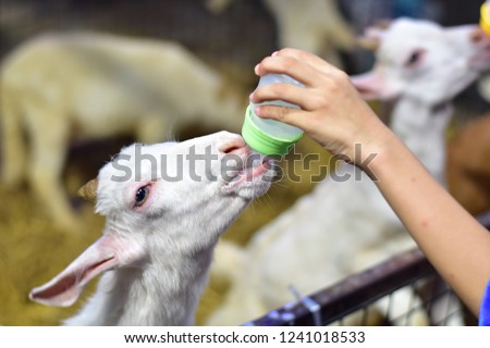 Similar – Image, Stock Photo Little baby cow feeding from milk bottle.