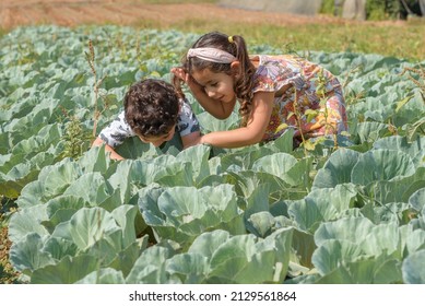 People Grow Their Own Food In Vegetable Gardens. Happy Curly Kids In Cabbage Field A Sunny Day. Little Children In The Agriculture Meadow Looking At Green Leafy And Picking Vegetables At Sunset.