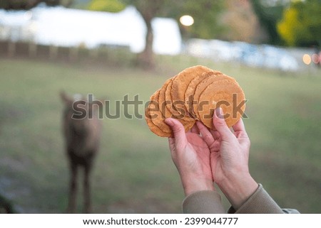 People hand is holding the cracker snack with blurred background of a deer or antelope that waiting for feeding at the Nara Park, famous public parkland in Japan.