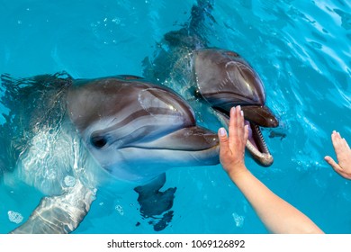 People hand touch a dolphin