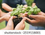 People, hands and support with green plant for growth, sustainability and gardening conservation for earth day. Agriculture, volunteers and leaf in soil fertilizer for development, teamwork or nature