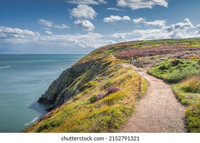People hiking between colourful heathers, ferns and yellow flowers on Howth cliff walk surrounded by turquoise coloured Irish Sea, Dublin, Ireland