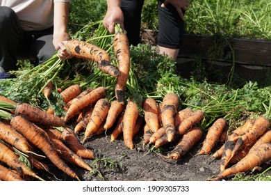 People are holding in their hands Root crops Sowing carrots (Latin Daucus carota subsp. Sativus), just pulled out of a garden bed on a sunny summer day. - Shutterstock ID 1909305733