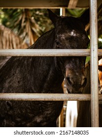 People Horseback Riding In California