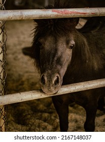 People Horseback Riding In California