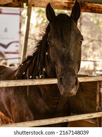 People Horseback Riding In California