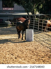 People Horseback Riding In California