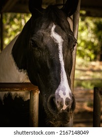 People Horseback Riding In California