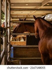 People Horseback Riding In California