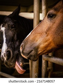 People Horseback Riding In California