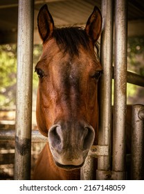 People Horseback Riding In California