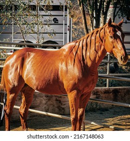 People Horseback Riding In California