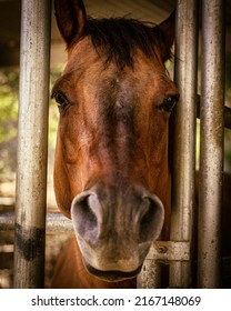 People Horseback Riding In California