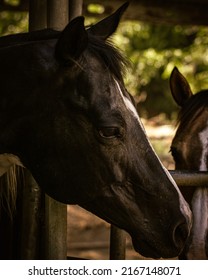 People Horseback Riding In California