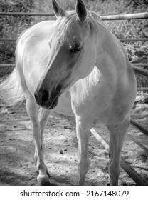 People Horseback Riding In California