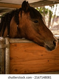 People Horseback Riding In California