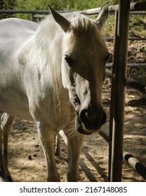 People Horseback Riding In California