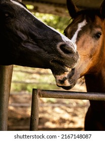 People Horseback Riding In California