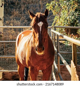 People Horseback Riding In California