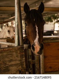 People Horseback Riding In California