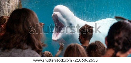 People interacting with a baby white Beluga Whale at the Mystic Aquarium.