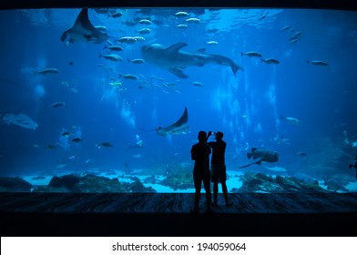 People observing fish at the aquarium - Powered by Shutterstock