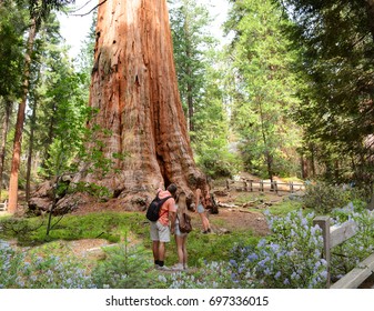 People On Hiking Trip In The Forest. Family Looking At General Grant Sequoia Tree. General Grant Tree Trail, Kings Canyon National Park, California, USA.