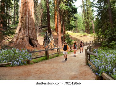 People On Hiking Trip In The Forest. Family Hiking On  General Grant Tree Trail, Kings Canyon National Park, California, USA.