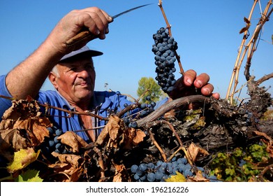 People Picking Grapes In Plovdiv, Bulgaria Sept 28, 2007