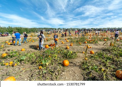 People Picking Pumpkins In The Pumpkin Patch At Fishkill Farms At 9 Fishkill Farm Rd, Hopewell Junction, NY, USA On Columbus Day Weekend, October 13, 2019