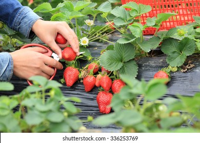 People Picking Strawberry In Garden 