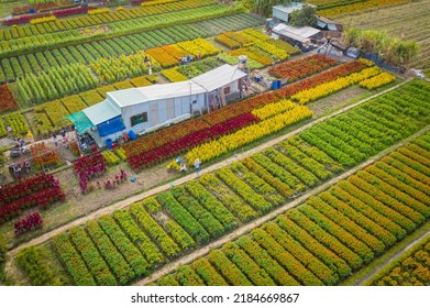 People plant and take care of flowers on the days approaching Tet in Vietnam

