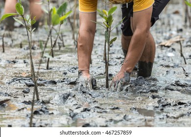 The People Plant Young Tree In Deep Mud In Mangrove Reforestation