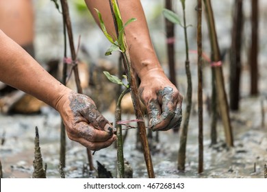 The People Plant Young Tree In Deep Mud In Mangrove Reforestation