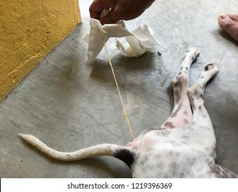 People are pulling parasite (tapeworm) from the dog’s ass.