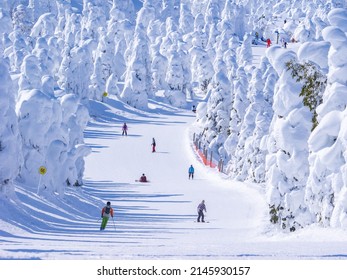 People racing down in a slope through the snow monsters (soft rime). (Zao, Yamagata, Japan)