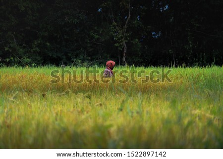 summer Summer Grass Green