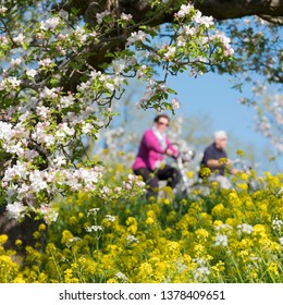 People Ride Bike On Dike Between Blossoming Apple Trees Under Blue Sky In Holland Near Geldermalsen