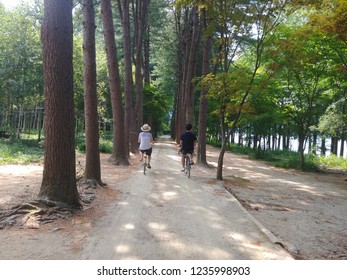 People Riding Bicycle, Bike, Cycle In Namisum, Chuncheon