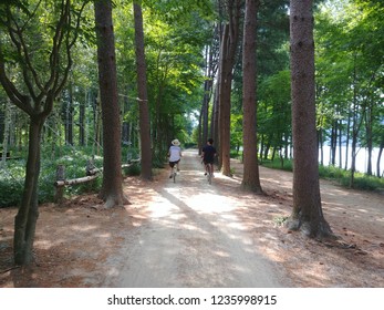 People Riding Bicycle, Bike, Cycle In Namisum, Chuncheon