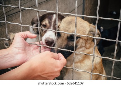 People Save And Help Homeless Dogs In Animals Shelter.