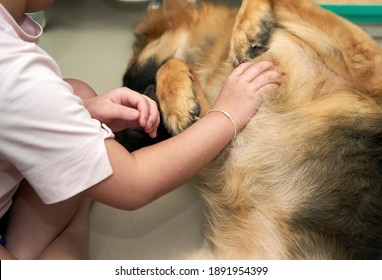 People Scratch Tummy Of Pet Dog For Playing