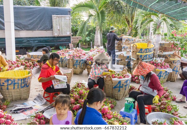 The people selecting dragon fruit/Tien Giang,\
Vietnam – February 12 2016: These people were selecting, checking,\
quantifing dragon fruits. After they arranged these fruits into\
bamboo basket at ChoGao