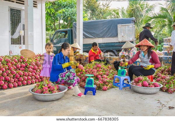 People selecting dragon fruit/Tien Giang, Vietnam\
– February 12 2016: These people were selecting, checking,\
quantifing dragon fruits. After they arranged these fruits into\
bamboo basket