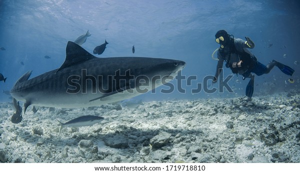 people and sharks: shark\
diving