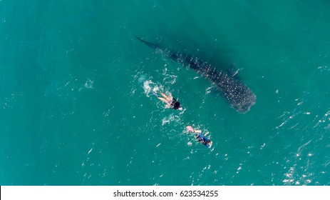 People Snorkeling With Whale Sharks, Aerial View.