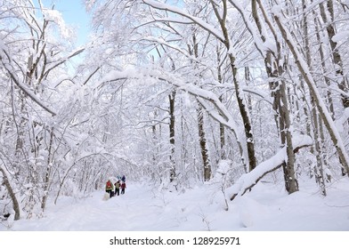 People Snow Shoeing Along A Snowy Forest Path In The Adirondacks