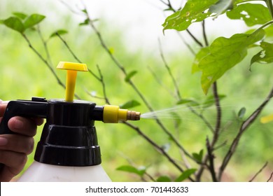 People Are Spraying Insecticides On Trees.