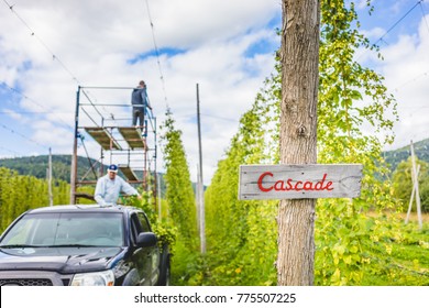 People Standing On Vehicle And Harvesting Cascade Hop On Field.