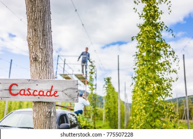 People Standing On Vehicle And Harvesting Cascade Hop On Field.